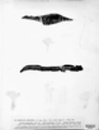 Fistulina hepatica image